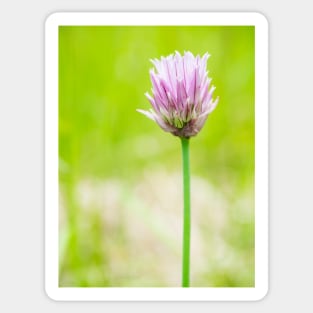 Chives Sticker